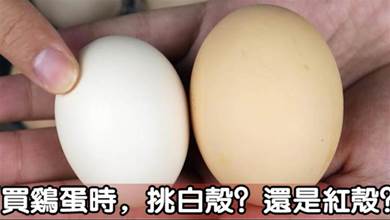 買雞蛋時，挑白殼還是紅殼，雞飼養場老闆教你如何買，以後別在買錯了