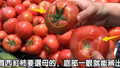 買番茄，別只挑紅的，教你一眼看出」母「番茄，沙甜多汁