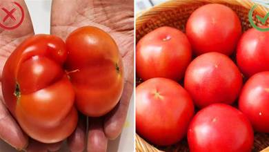 買番茄時，記住3點，避免買到激素番茄，吃著更放心