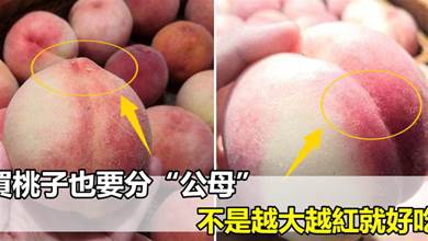 買桃子也要分「公母」，不是越大越紅就好吃，挑對香甜多汁，味道更好