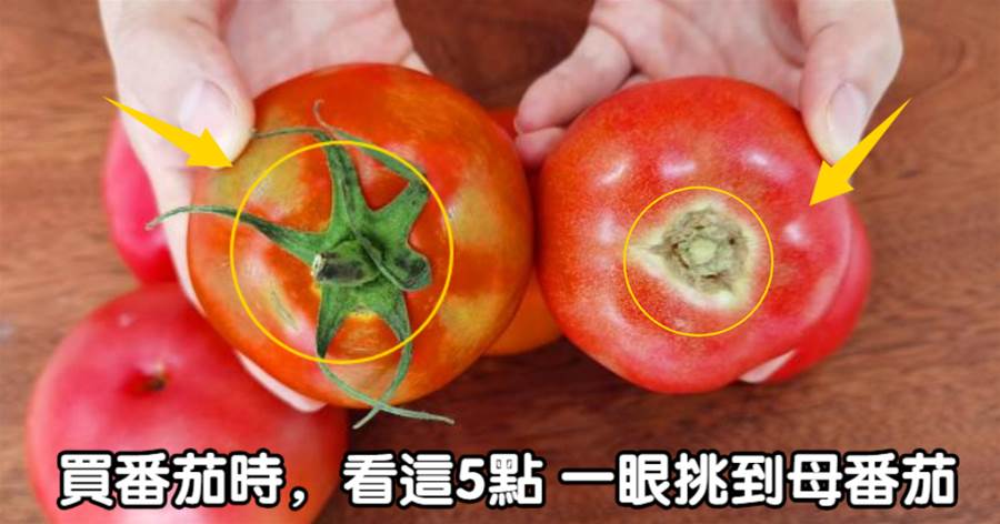 買番茄時，只挑母番茄，教你5招，一眼就便被出，番茄味道濃郁好吃