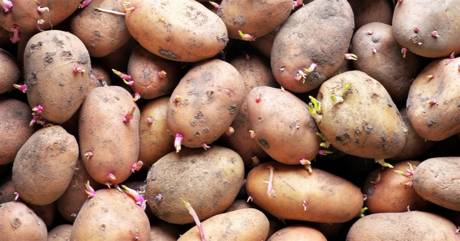土豆發芽是吃掉還是丟掉？很多人沒弄懂，為了家人好建議來看看