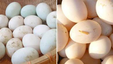 買鴨蛋，分清「青皮」和「白皮」，2個小區別，弄懂再買心裡有底
