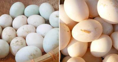 買鴨蛋，分清「青皮」和「白皮」，2個小區別，弄懂再買心裡有底