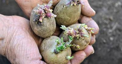 發芽土豆是個「寶」，它的妙用很多人不知道，省錢實用，值得收藏