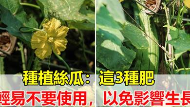 種植絲瓜要注意，這3種肥輕易不要使用，以免影響生長