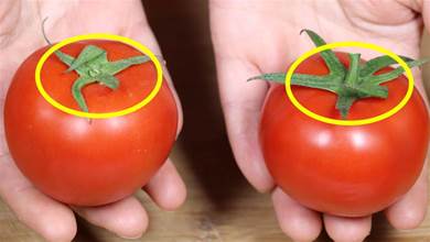 打了激素的番茄，看準3個部位，遠離催熟番茄，趕緊叮囑家人