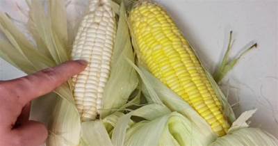 ​都是玉米，原來白色和黃色玉米差這麼大，知道區別后不要買錯了