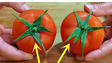 買西紅柿時，挑5片葉還是6片葉？老菜農：牢記4點，沙甜多汁，一挑一個準