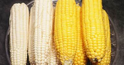 買玉米，「黃色的」和「白色的」有啥區別？看完以后別再亂買了