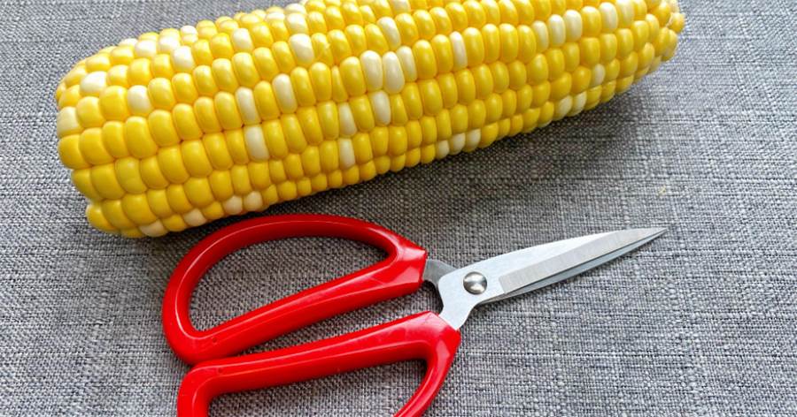 玉米上有個小開關，剪刀一扎一轉，玉米粒完整脫落，超省事