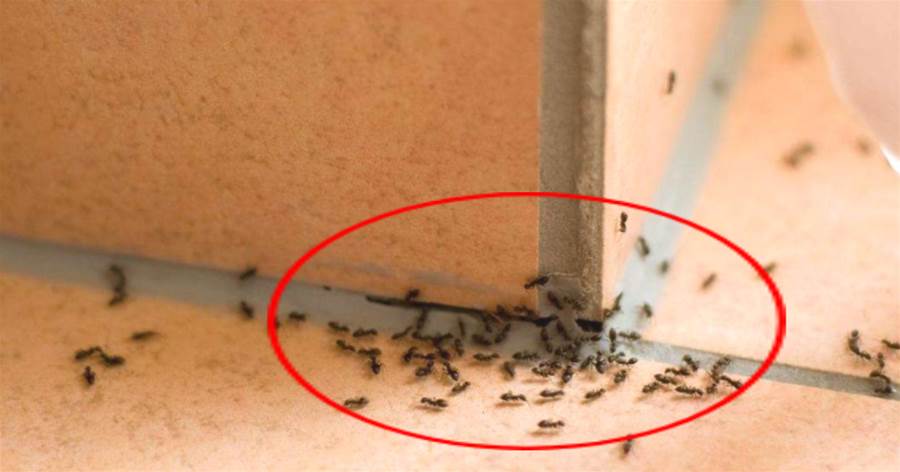 家里螞蟻再多也不要慌，教你一個土方法，多少螞蟻都不怕，快試試