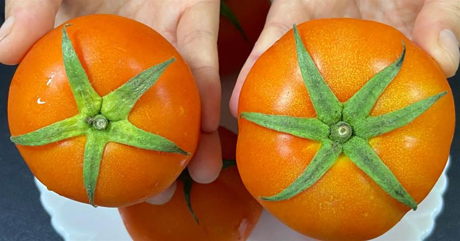 買番茄時，挑5片葉還是6片葉的？菜農：別買錯了，難吃又浪費錢