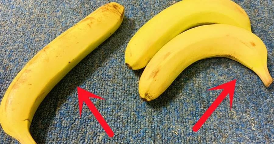 同樣是香蕉，買直的好還是彎的好？想不到區別還挺大，別再亂買了