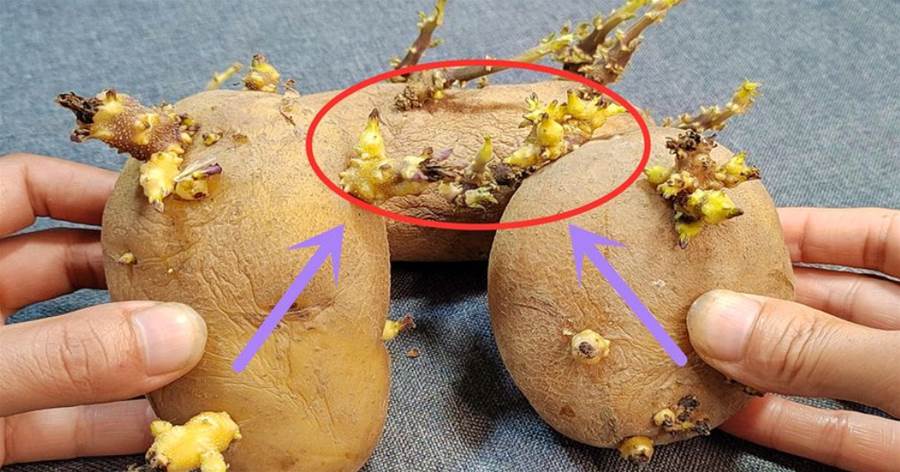 發芽土豆千萬別扔掉，留在家中很值錢，可惜知道的人太少
