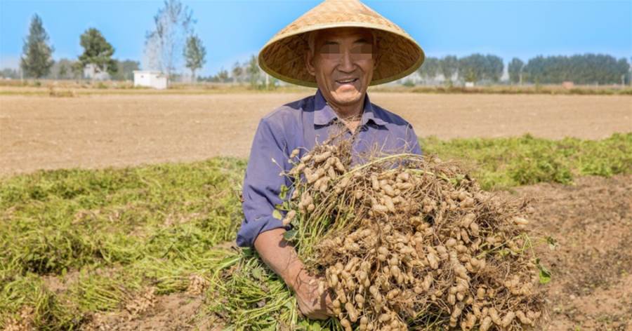 種花生的農民伯伯：這3種花生米不能買，再便宜也不行，提醒家人