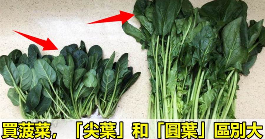 冬天吃菠菜，記得分清「圓葉」和「尖葉」，區別挺大，再買不吃虧