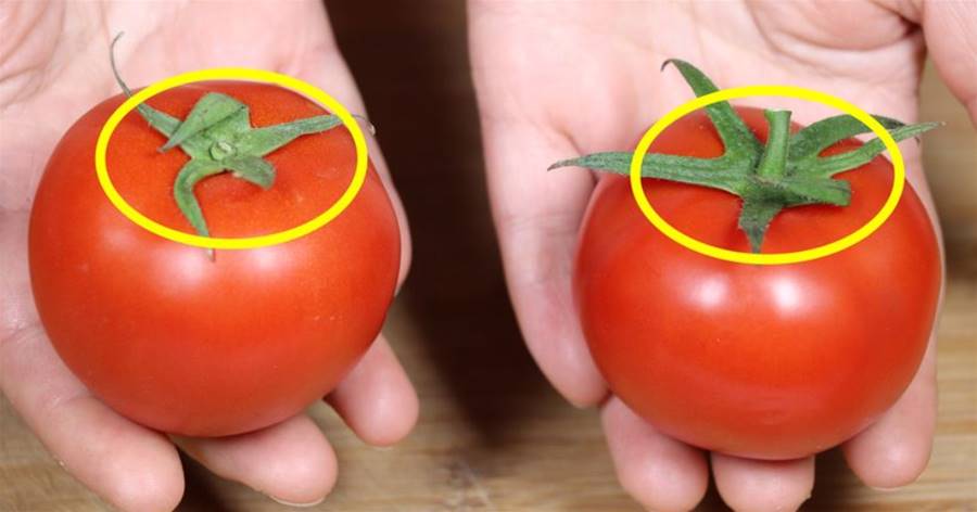 過年買西紅柿，挑5片葉還是6片葉？老菜農：教妳一招，一眼辨別「激素」西紅柿