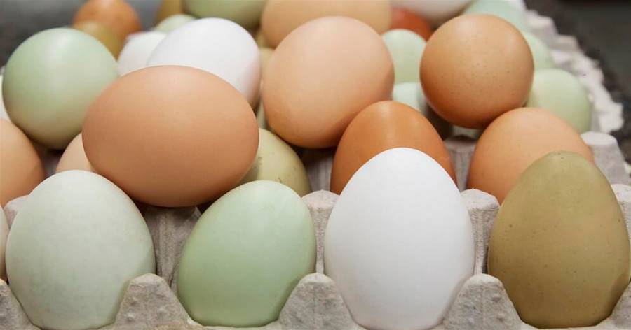 買雞蛋選綠殼、紅殼還是白殼？養雞戶說漏嘴，了解清楚，別再買錯