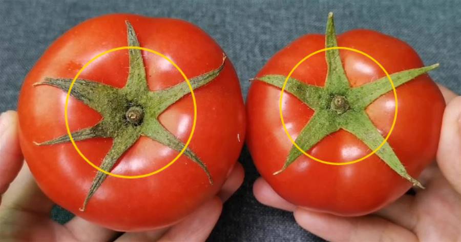 5片葉和6片葉的番茄，原來差別這麼大，看完不花冤枉錢，漲見識了